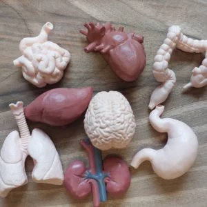 Figurines des Organes Humains